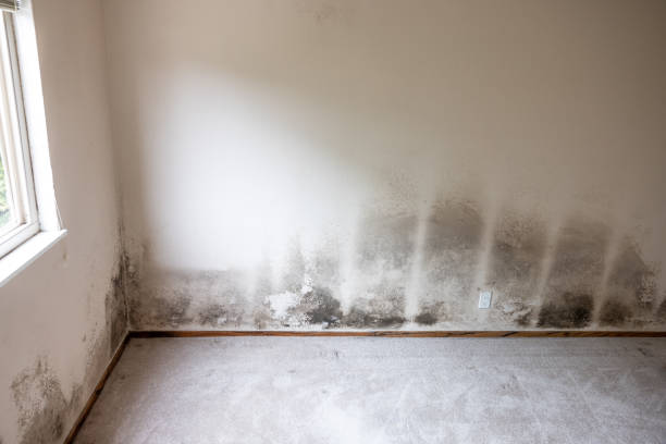 Best Biohazard Mold Removal  in Laurel Hollow, NY